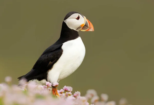 Közelkép Atlanti Óceán Puffin Rózsaszín Tengeri Takarékos Virágok Tengerparti Területén — Stock Fotó