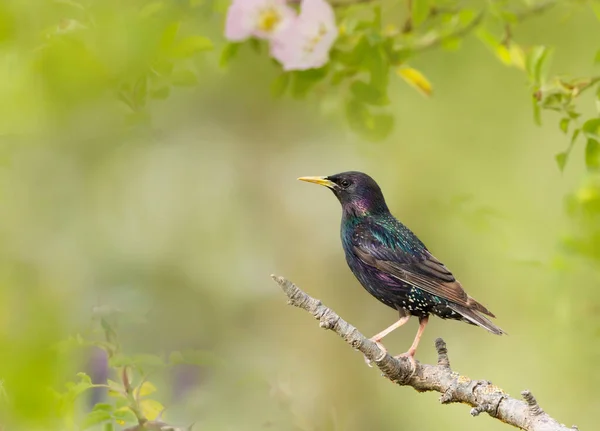 Close Estorninho Comum Sturnus Vulgaris Empoleirado Ramo Verão Reino Unido — Fotografia de Stock