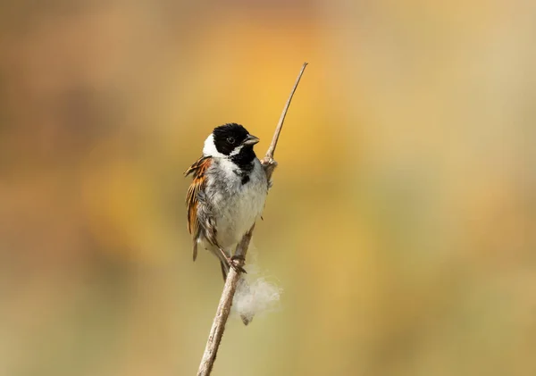 Aproape Stuf Comun Cocoțat Bunting Rainham Mlaștini Rezervație Naturală Fundal — Fotografie, imagine de stoc