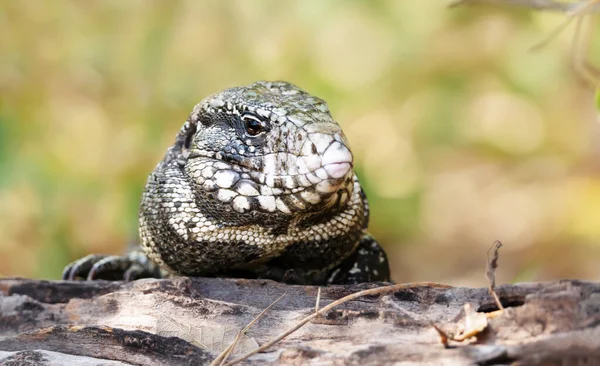 Närbild Svart Och Vit Tegu Salvator Merianae Pantanal Brasilien — Stockfoto