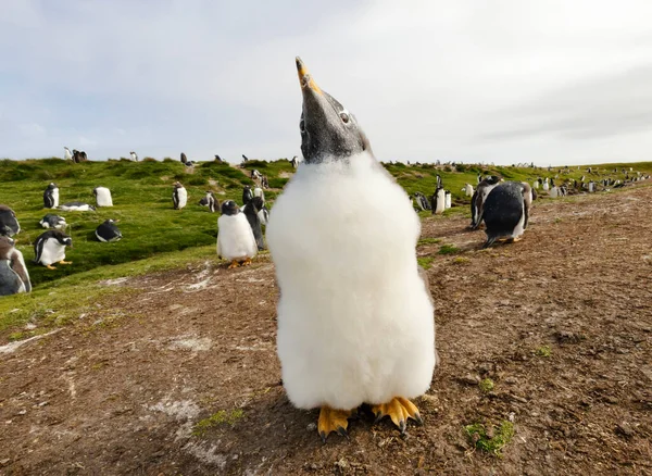 福克兰群岛一只基因企鹅幼鸟的肖像 — 图库照片