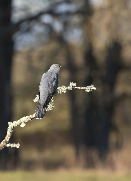 Κοντινό Πλάνο Ενός Common Cuckoo Σκαρφαλωμένου Κλαδί Δέντρου Ηνωμένο Βασίλειο — Φωτογραφία Αρχείου