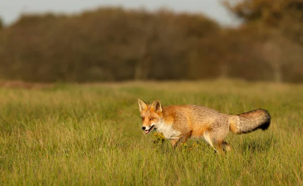 Großaufnahme Eines Rotfuchses Vulpes Vulpes Der Einer Wiese Spaziert — Stockfoto