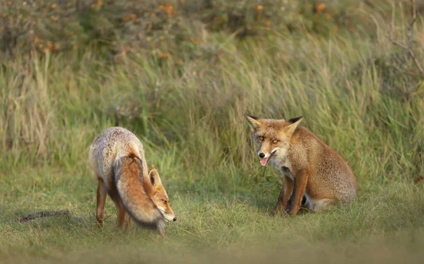 Close Dois Filhotes Raposa Vermelha Brincalhão Vulpes Vulpes Campo Grama — Fotografia de Stock