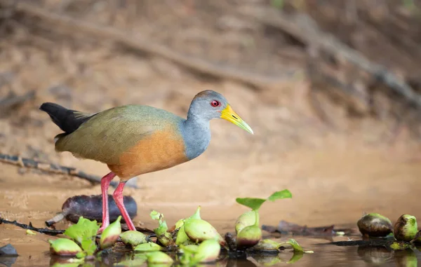 Close Little Wood Rail Looking Food River Bank Brazil — Stock Photo, Image
