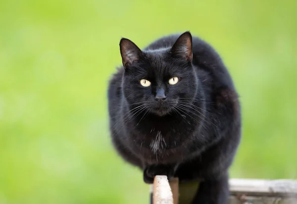 Close Gato Preto Sentado Uma Cerca Jardim Contra Fundo Verde — Fotografia de Stock