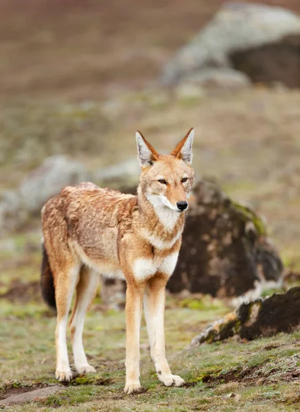 Primer Plano Lobo Etíope Raro Peligro Extinción Canis Simensis Las —  Fotos de Stock