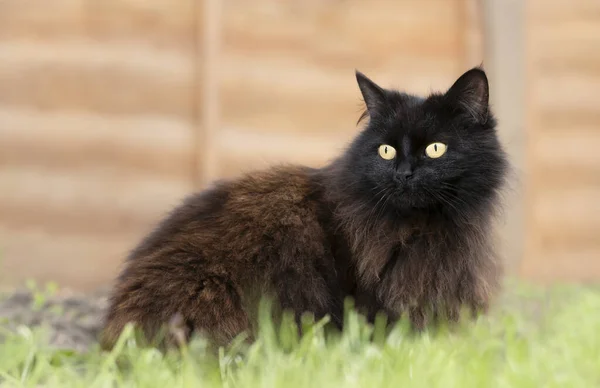 Close Black Cat Sitting Grass Wooden Fence Garden — Stock Photo, Image