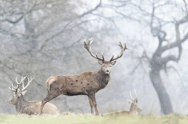 Közelkép Egy Red Deer Őszi Esőben Egyesült Királyság — Stock Fotó