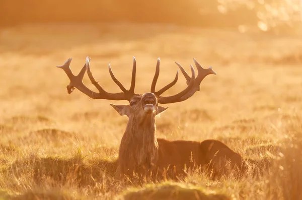 Close Van Een Rode Hert Hert Roepen Bij Zonsopgang — Stockfoto