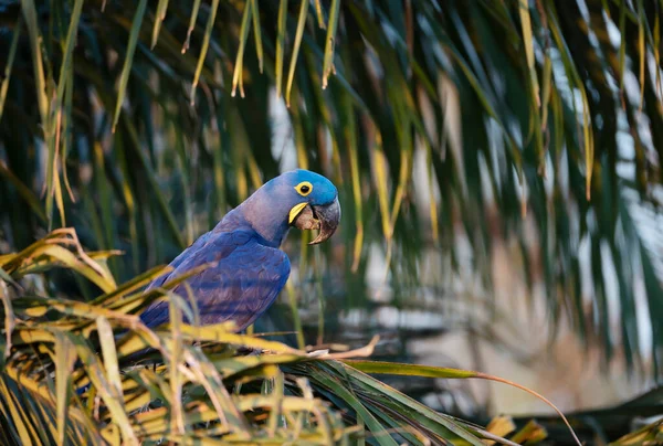 Close Hyacinth Macaw Perched Palm Tree South Pantanal Brazil — Stock Photo, Image