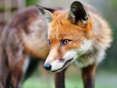 Portrait of a Red fox (Vulpes vulpes), England, UK.