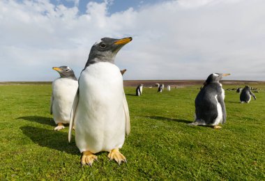 Close up of a Gentoo penguin chick in the Falkland Islands.