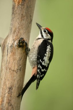 Close up of a Great spotted woodpecker (Dendrocopos major) perched on a tree against green background, UK.