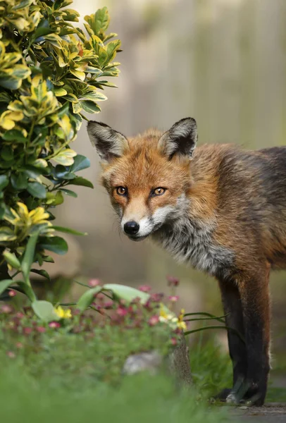 Close Red Fox Vulpes Vulpes Standing Garden United Kingdom — Stock Photo, Image