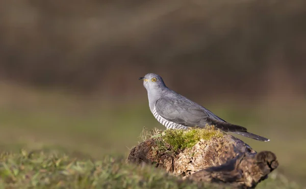 Κοντινό Πλάνο Ενός Common Cuckoo Σκαρφαλωμένου Ένα Κούτσουρο Ένα Λιβάδι — Φωτογραφία Αρχείου