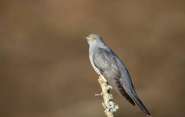 Birleşik Krallık Bir Ağaç Dalına Tünemiş Bir Cuckoo Yaklaş — Stok fotoğraf
