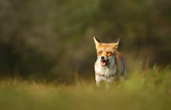 草の中の赤いキツネの閉鎖 オランダの夏 — ストック写真