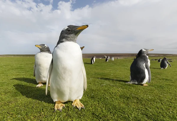 Close Gentoo Penguin Chick Falkland Islands — Fotografia de Stock