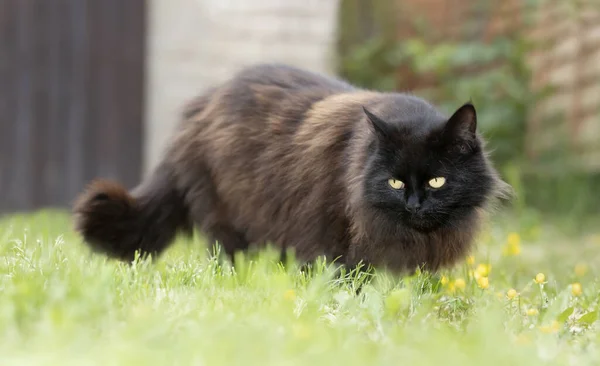 Close Van Een Zwarte Kat Zittend Gras Tuin — Stockfoto