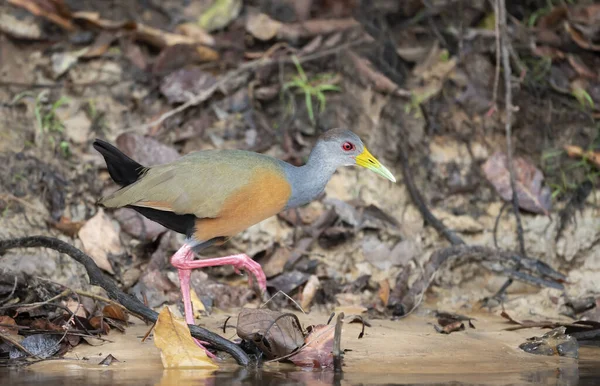 Close Little Wood Rail Looking Food River Bank Brazil — Stock Photo, Image