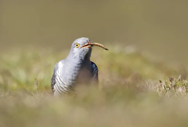 Close Common Cuckoo Eating Mealworm — Stok fotoğraf