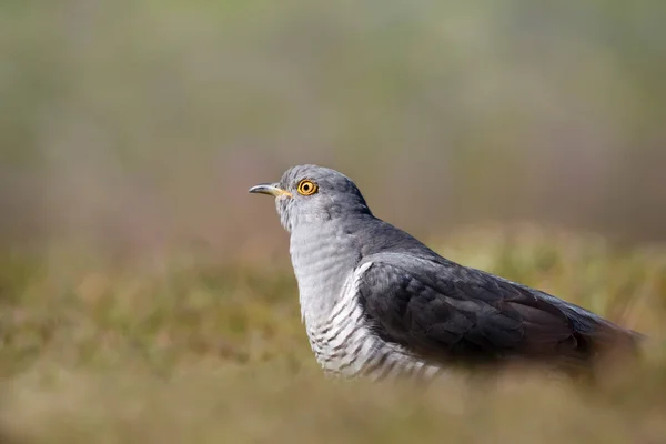 Κοντινό Πλάνο Ενός Common Cuckoo Ένα Λιβάδι Ηνωμένο Βασίλειο — Φωτογραφία Αρχείου