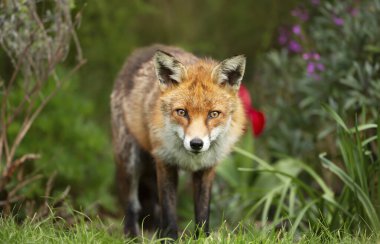 Birleşik Krallık 'ta baharda bir bahçede duran bir kızıl tilkinin (Vulpes vulpes) yakın çekim görüntüsü.