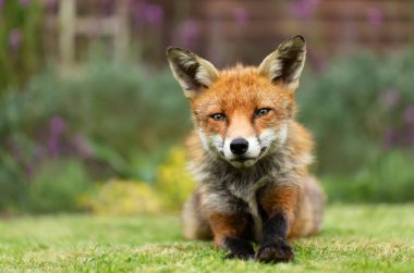 Birleşik Krallık 'ta yeşil çimlerde uzanan bir kızıl tilkiye (Vulpes vulpes) yakın çekim.