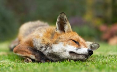 İngiltere 'de yeşil çimlerde uyuyan bir kızıl tilkinin (Vulpes vulpes) yakın çekimi.