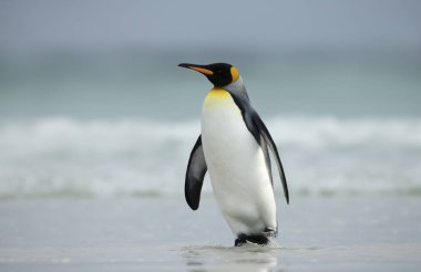 Falkland Adaları 'nın bir kıyı bölgesinde kumlu bir plajda yürüyen bir Kral penguenin (Aptenodytes patagonicus) yakınında..