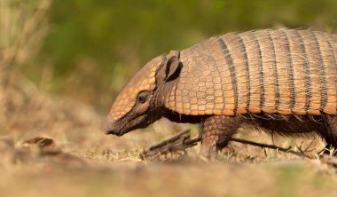 Güney Pantanal, Brezilya 'da altı bantlı bir armadilloya (Euphractus sexcinctus) yakın çekim.
