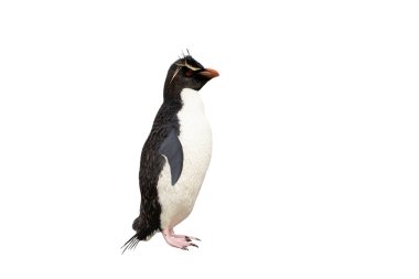 Güney rockhopper pengueni (Eudyptes chrysocome) beyaz arka plana karşı.