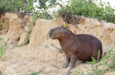 Kafasında sarı bir kuş olan bir Capybara 'ya yaklaş, Güney Pantanal, Brezilya.