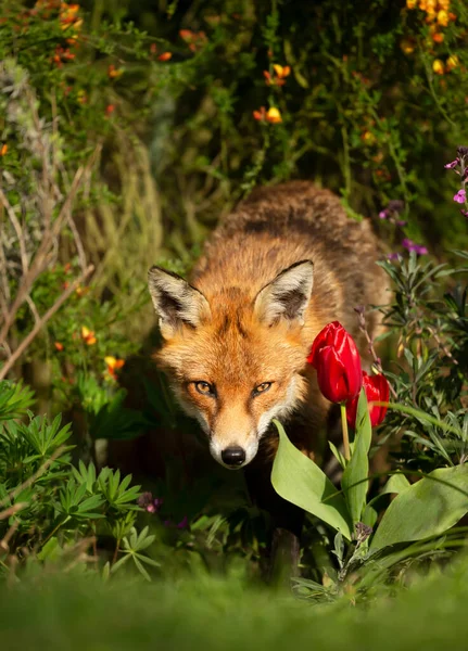 Primer Plano Zorro Rojo Vulpes Vulpes Parado Jardín Primavera Reino — Foto de Stock