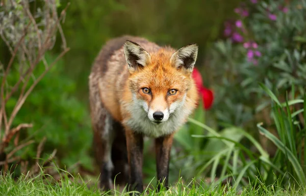 Närbild Röd Räv Vulpes Vulpes Som Står Trädgård Våren Storbritannien — Stockfoto
