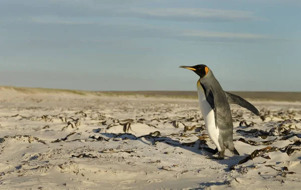 Close Pinguim Rei Aptenodytes Patagonicus Caminhando Uma Praia Areia Uma — Fotografia de Stock
