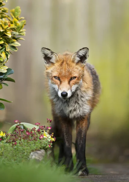 英国の庭に立つ赤いキツネ のクローズアップ — ストック写真