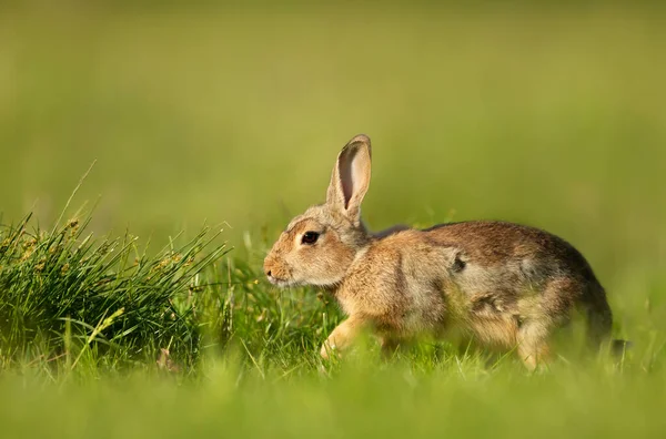 Close Van Een Schattig Konijntje Groen Gras — Stockfoto