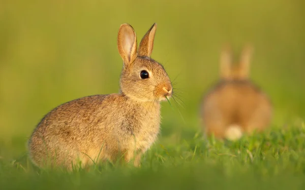 Close Cute Little Rabbit Sitting Grass Spring — Stock Photo, Image