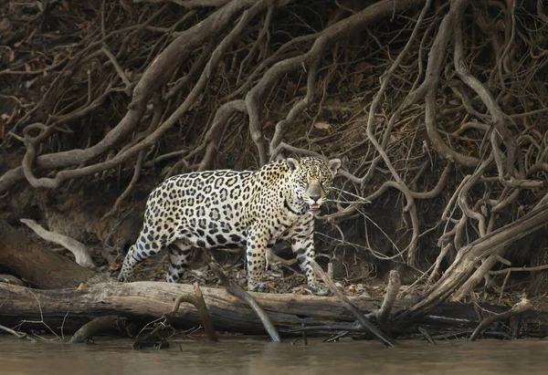 Güney Pantanal Brezilya Nehir Kıyısında Yürüyen Bir Jaguar Yakınına — Stok fotoğraf