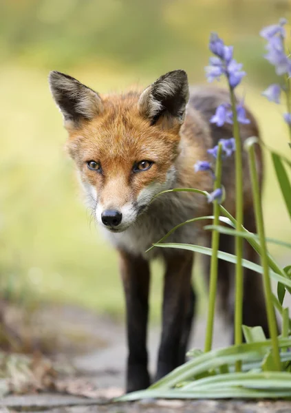 Zbliżenie Lisa Czerwonego Vulpes Vulpes Pobliżu Niebieskich Dzwonów Anglia Wielka — Zdjęcie stockowe