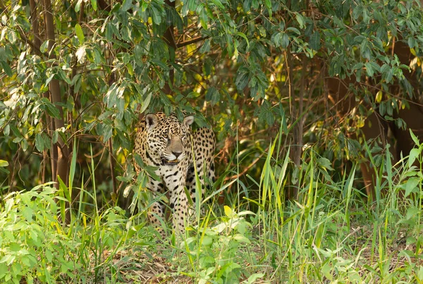 Ormandaki Bir Jaguar Yaklaş Güney Pantanal Brezilya — Stok fotoğraf