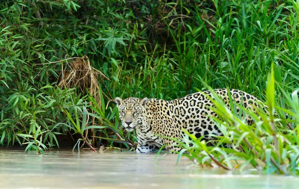 Güney Pantanal Brezilya Nehir Kıyısında Yürüyen Bir Jaguar Yakınına — Stok fotoğraf