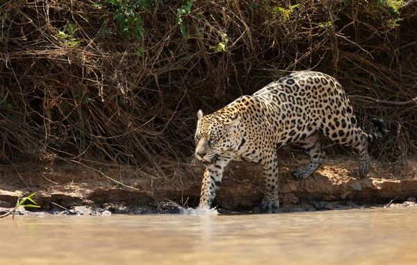 Nehir Kıyısı Boyunca Yürüyen Bir Jaguar Yakınında Pantanal Brezilya — Stok fotoğraf