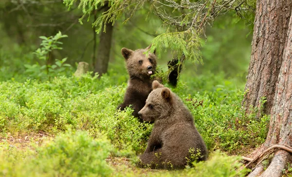 Primer Plano Dos Juguetones Osito Pardo Europeo Ursus Arctos Arctos —  Fotos de Stock