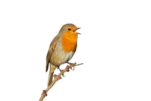 Close European Robin Erithacus Rubecula Calling Clear White Background — Stock Photo, Image