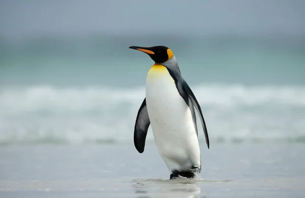 Primer Plano Pingüino Rey Aptenodytes Patagonicus Caminando Una Playa Arena —  Fotos de Stock