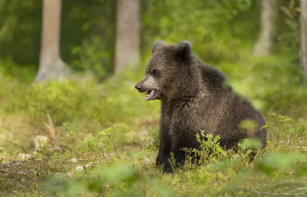 Лесу Борэл Финляндия Обнаружен Куб Евразийского Бурого Медведя Ursus Arctos — стоковое фото