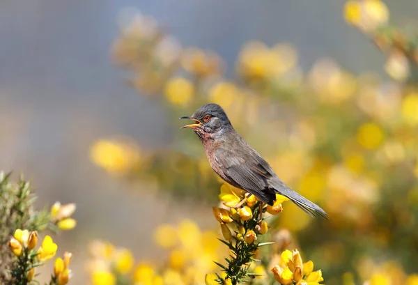 Close Perching Dartford Warbler Gorse Bush — Stock Photo, Image